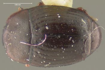 Media type: image;   Entomology 25571 Aspect: habitus dorsal view